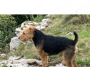 Middleton store lakeland terrier