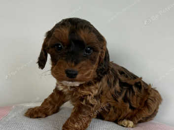 Chocolate cockapoo puppies for hot sale sale