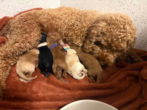 Cockapoos Puppies and Dogs for sale in Columb Freeads