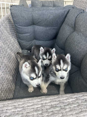 Alaskan Husky Adopt A Husky Puppy Uk Siberian Huskies Puppies And