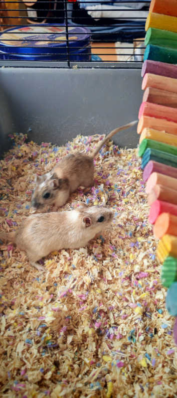 Gerbil Breeder Gerbils For Sale Gerbils