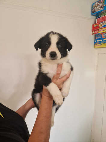 Charity Dogs Trust Advert Song 2018 Border Collies Puppies And