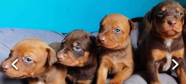 Doberman Rescue Doberman Months Puppy Doberman Pinscher Dog Breed