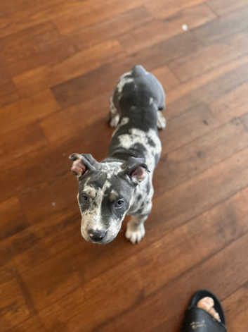 American Bully Puppies and Dogs for sale in London Freeads