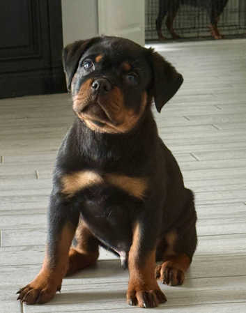 Dog Price Male German Rottweiler Puppies For Sale Rottweiler Price