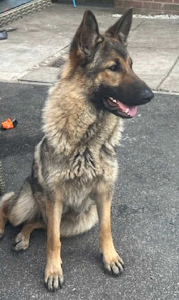 German Shepherd Puppies and Dogs for sale in Sunderland Freeads