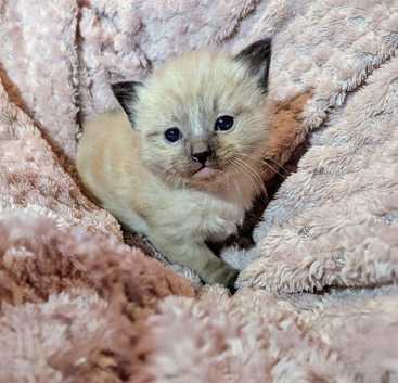 Ragdoll Kittens and Cats for sale in Merseyside Freeads