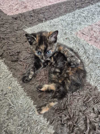 Calico girl for sale