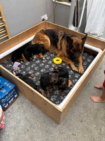 Stunning gas pups
