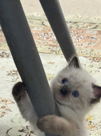 Cat Rescue Ragdoll Manx Kittens For Sale Ragdoll Kittens And Cats