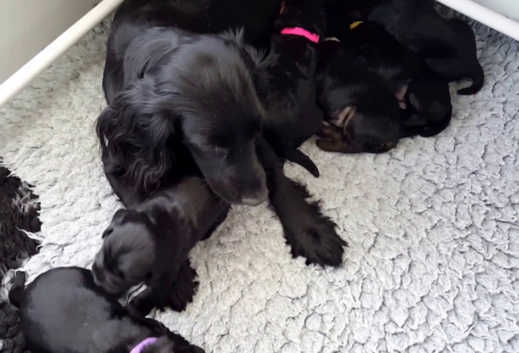 American Cocker Week Old Cocker Spaniel Puppies Spaniel Breed
