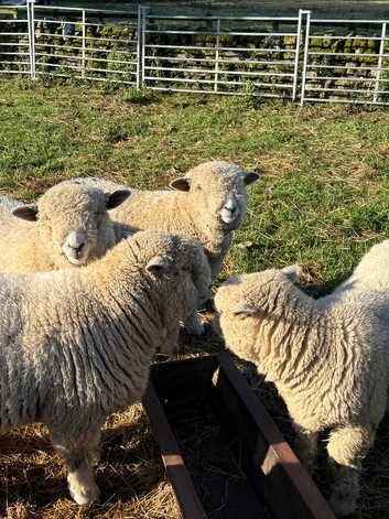 Sheep for sale in Newcastle upon Tyne Freeads