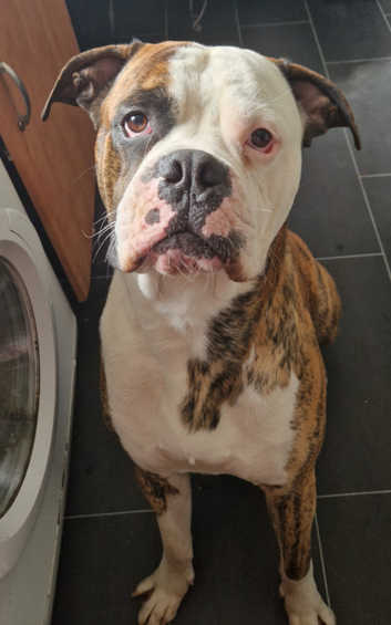 Alapaha Bulldog Alapaha Connection Kennels American Bulldogs