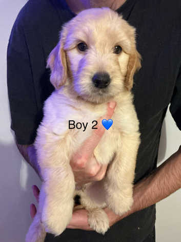 Golden Retriever Delivering Puppies 101 Labrador Retriever Breed - Main Image