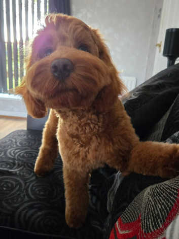 Cockapoos Puppies and Dogs for sale in Stonehouse Freeads