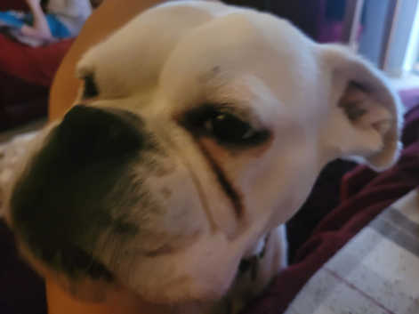 Deaf Dog Second Chance French Bulldog Rescue Boxer In Guernsey