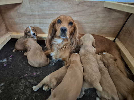 Cocker Spaniels Puppies and Dogs for sale in Bridgwater Freeads