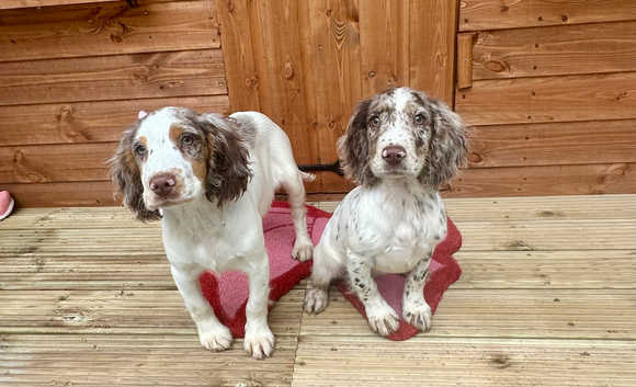 Cocker Spaniel Mix Brittany Spaniel Puppies For Sale Near Me