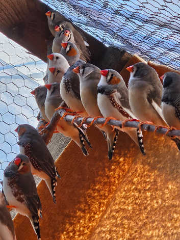 Finches for sale in Stockton-on-Tees Freeads