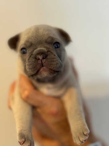 French Bulldog Puppies and Dogs for sale in Inverness Freeads