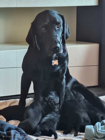 Labradoodle Puppies and Dogs for sale in Middlesbrough Freeads