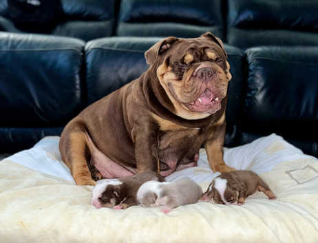 English Bulldogs Puppies and Dogs for sale in Blackburn Freeads