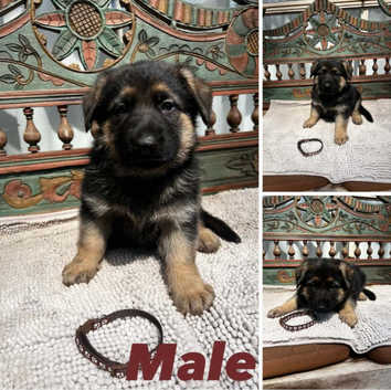 Guard Dog German Shepherd Female For Sale Near Me Buy German