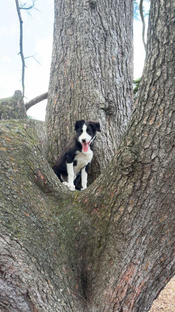 Ads Dogs Trust Advert Song 2018 Not A Perfume Superdose Juliette