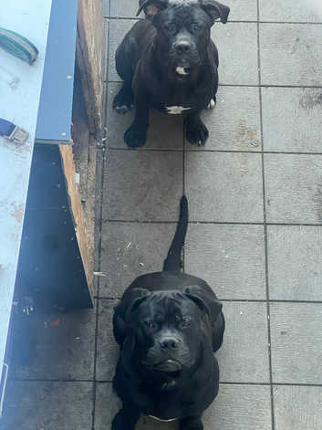 Cane Corsos Puppies and Dogs for sale in Norwich Freeads