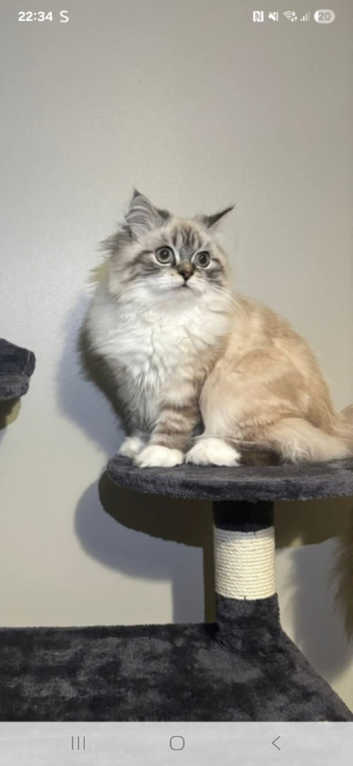 Persian cat