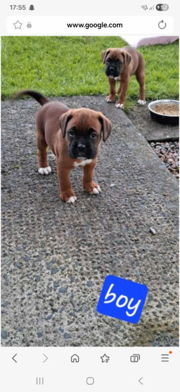 Boxer Puppies and Dogs for sale in Brighton Freeads