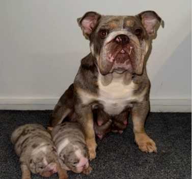 Bulldog Breed English Bulldog Puppies Sale $1500 English Bulldogs