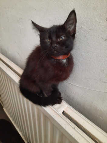 Stunning shorthair kittens