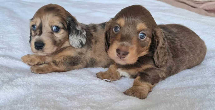 Miniature Dachshund Puppies and Dogs for sale Freeads