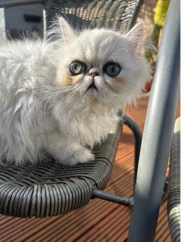 Persian Kittens and Cats for sale in Norwich Freeads