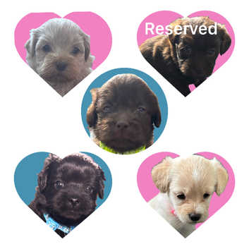 Miniature Labradoodle x Shih tzu pups