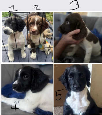 English Springer Spaniel Puppies and Dogs for sale in Kent Freeads
