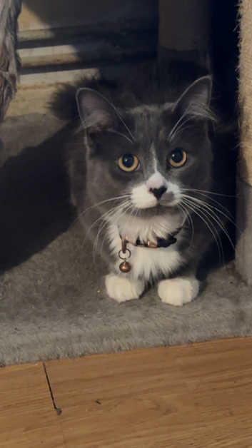 Kittens and Cats for sale Freeads