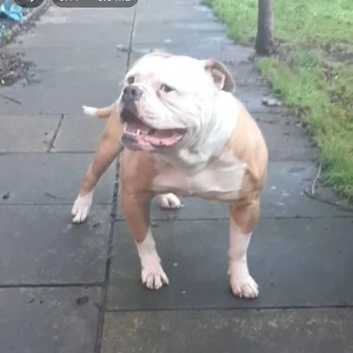 American Bulldog Puppies and Dogs for sale in Scotland Freeads