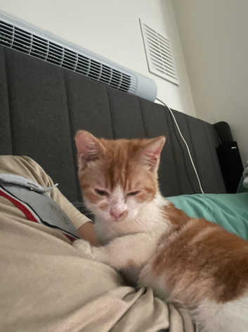 Arabian Mau Kittens and Cats for sale Freeads