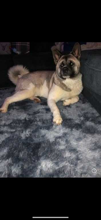 American Akita Inu Do Akitas Shed Akitas Puppies And Dogs For Sale