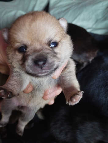 Pomeranian Cross Pug in Brent Pets Freeads