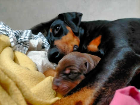 Dobermanns Puppies and Dogs for sale in Newry Freeads - Main Image