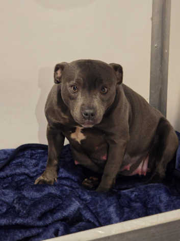 Staffordshire Bull Terrier Puppies and Dogs for sale Freeads