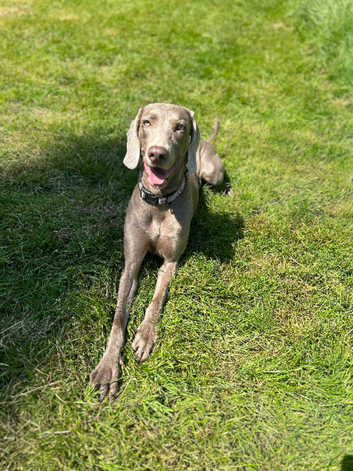 Puppies and Dogs for sale in Haverfordwest Freeads