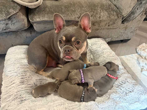 Dogue de Bordeaux Puppies and Dogs for sale Freeads