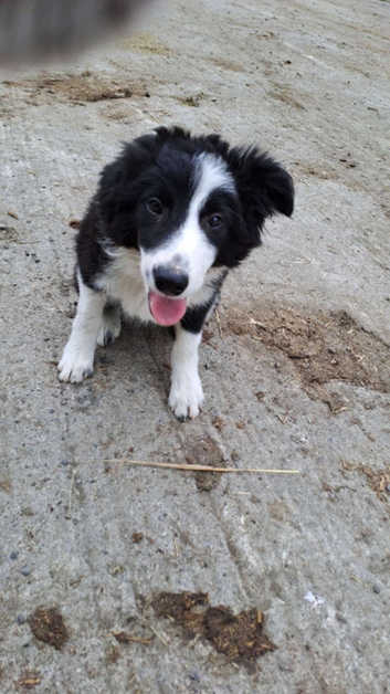 Collie Lab Beagle Border Collie Mix For Sale Border Collies