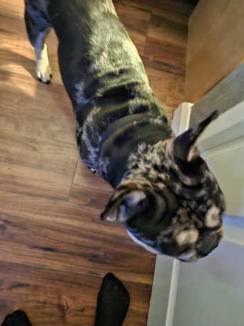 Dog Breeds American Bulldog Shedding Bully Do Pitbull Shed