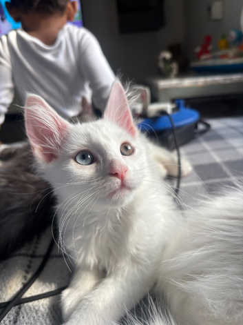 Maine Coon Kittens and Cats for sale in Swansea Freeads