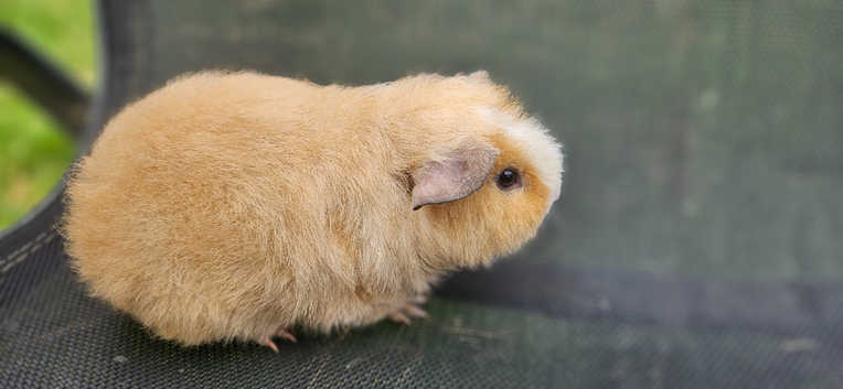 Abyssinian Guinea Dalmatian Skinny Pig Guinea Pigs For Sale In